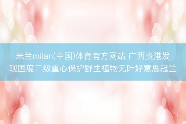 米兰milan(中国)体育官方网站 广西贵港发现国度二级重心保护野生植物无叶好意思冠兰